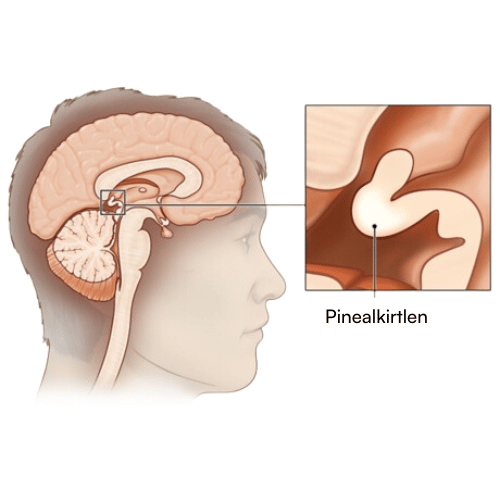 Tegning af en hjerne, med en pil pege på pinealkirtlen, producenten af melatonin